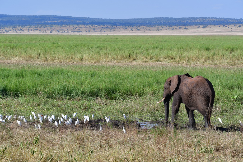 Tarangire NP
